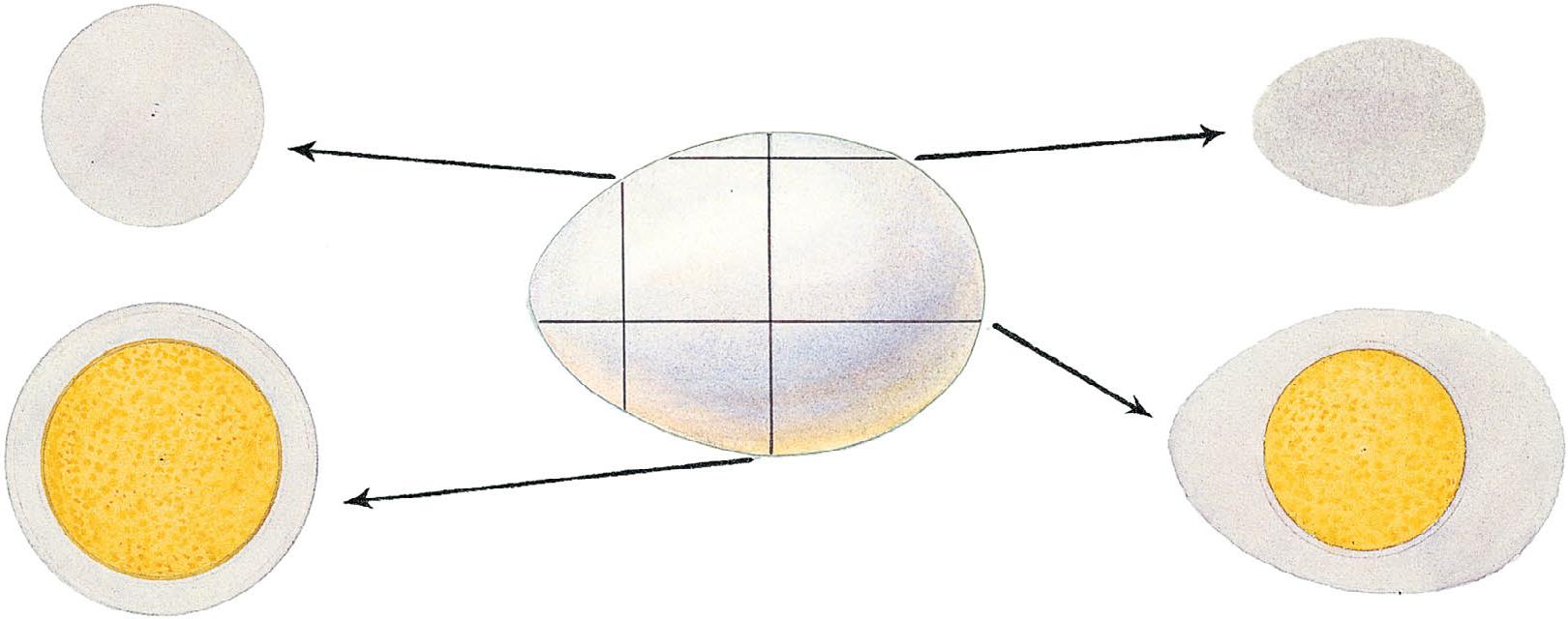 卵圆形细胞不同方位的切面图